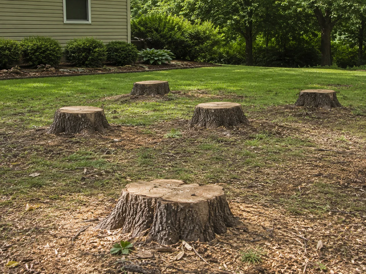 Multiple tree stumps in a residential yard